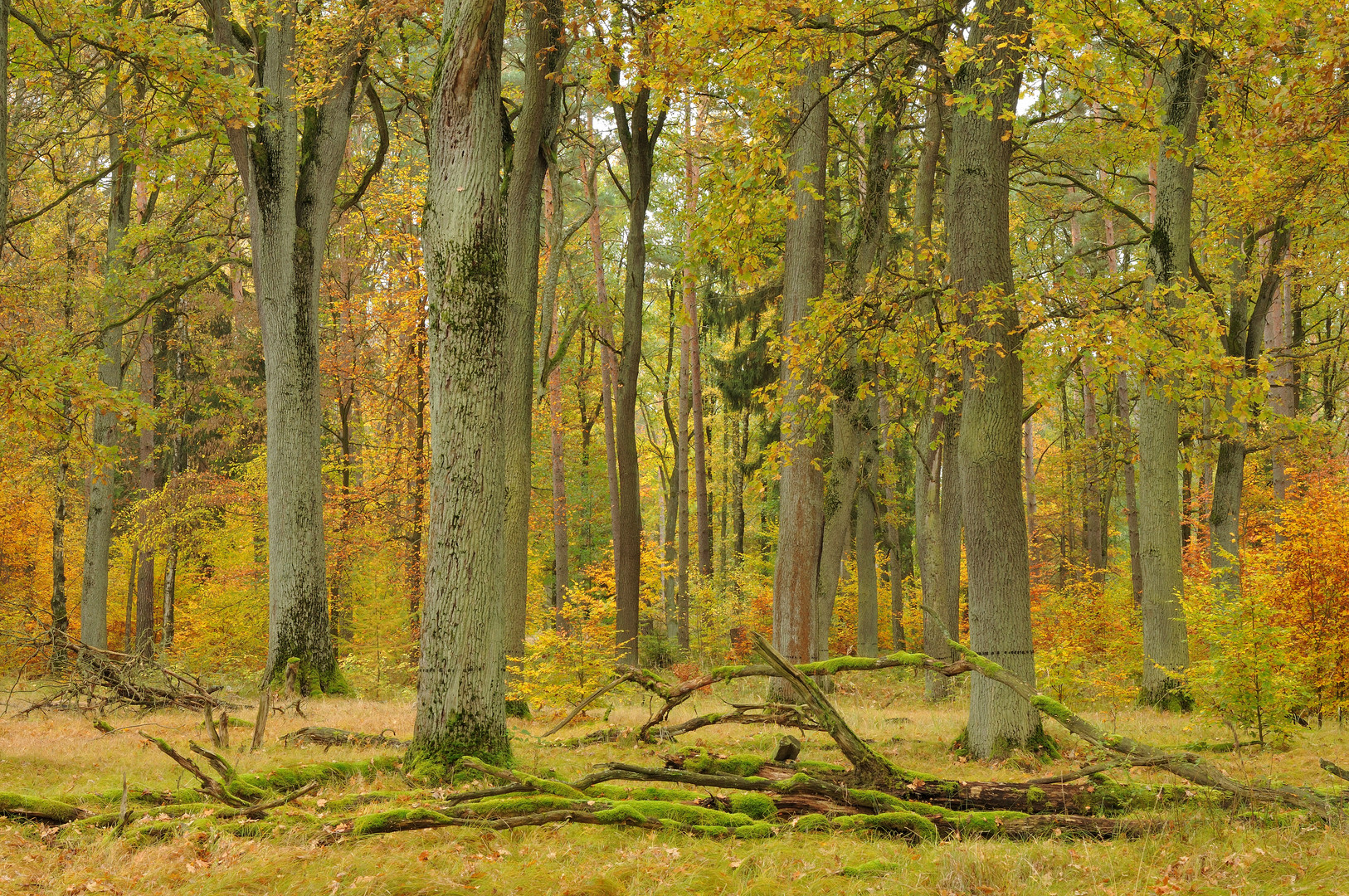 Knorriger Herbstwald