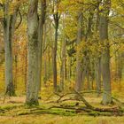 Knorriger Herbstwald