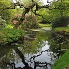 knorriger Individualist im Schlosspark Lütetsburg bei Norden