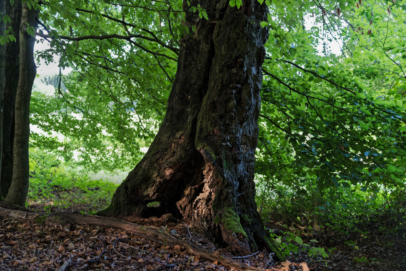 Knorriger Morscher Baumstamm Foto Bild Wald Sommer Baume Bilder Auf Fotocommunity