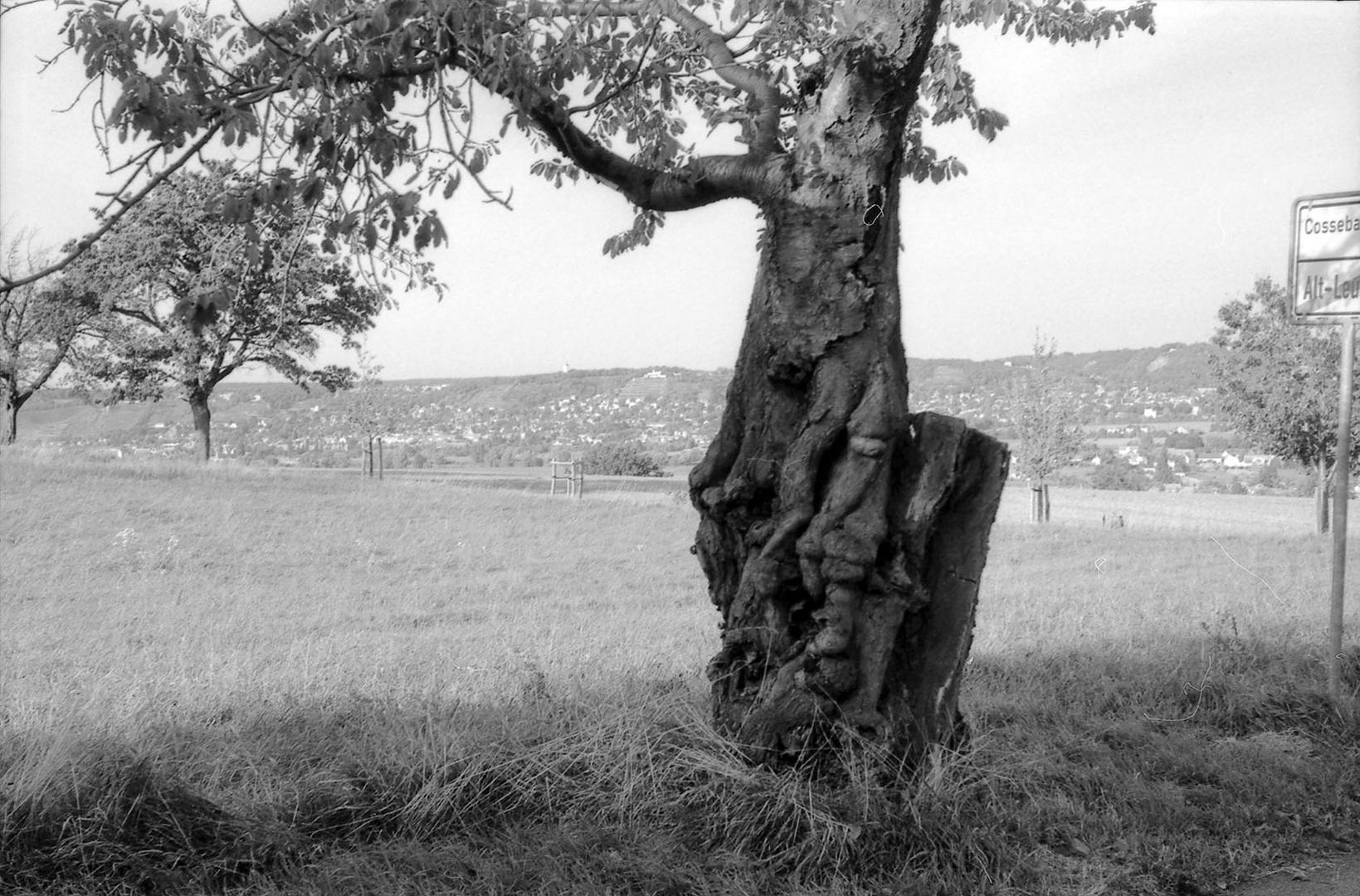 Knorriger Obstbaum