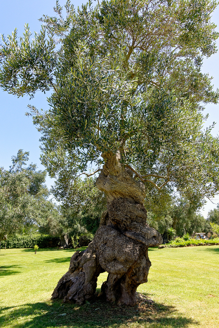 Knorriger Olivenbaum