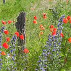 knorriger typ mit lächelnden Blüten