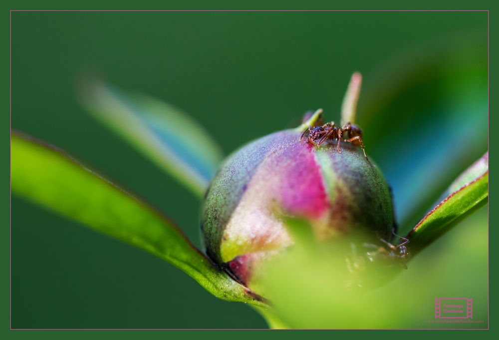 Knospe Foto & Bild spezial, sommer, makro Bilder auf
