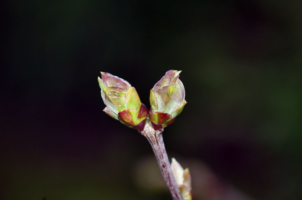 Knospe von Ingo Flägel 