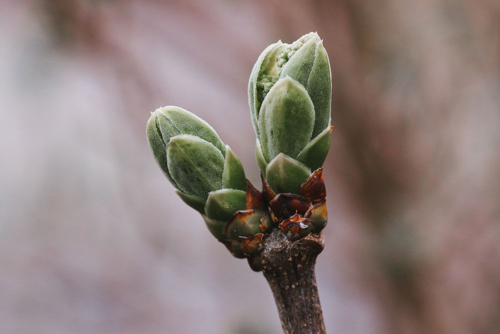 Knospe Foto & Bild natur, pflanzen, blüten Bilder auf