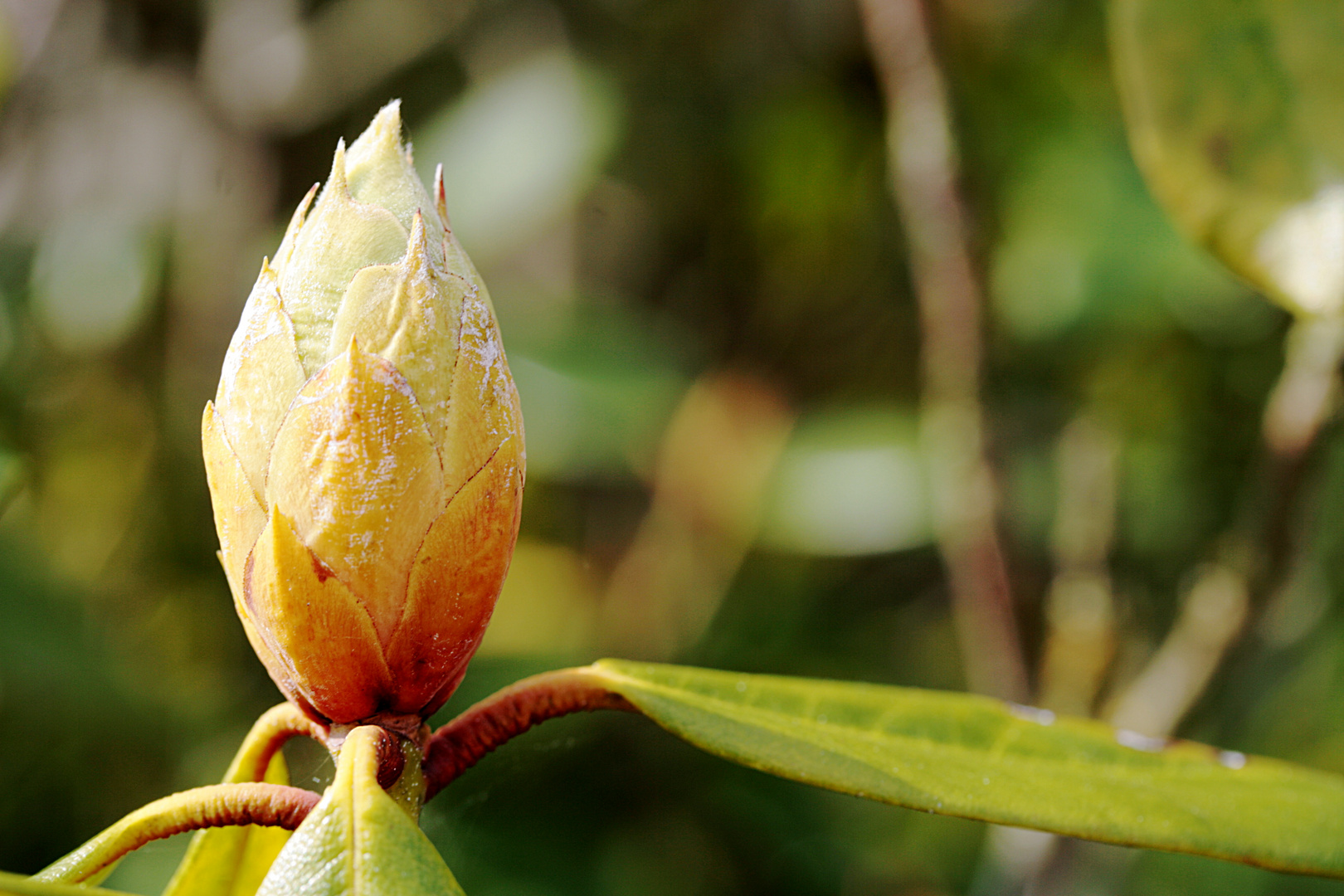 Knospe am Rhododendron