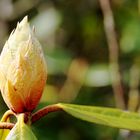 Knospe am Rhododendron