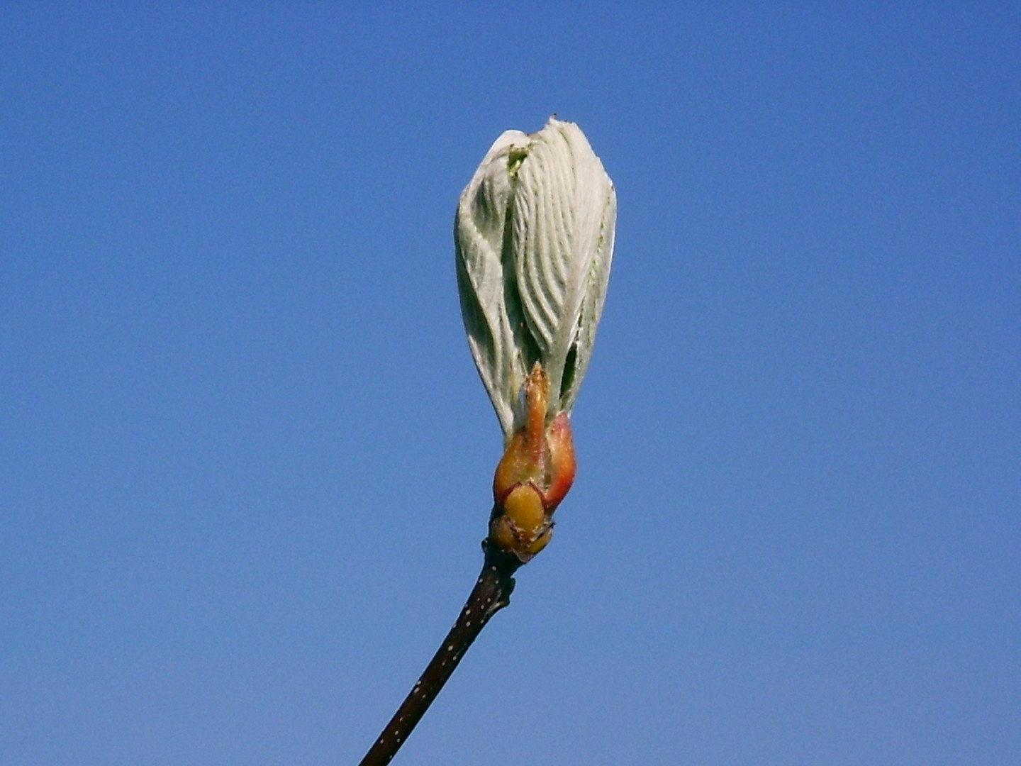 Knospe Foto & Bild jahreszeiten, frühling, restliche welt Bilder auf