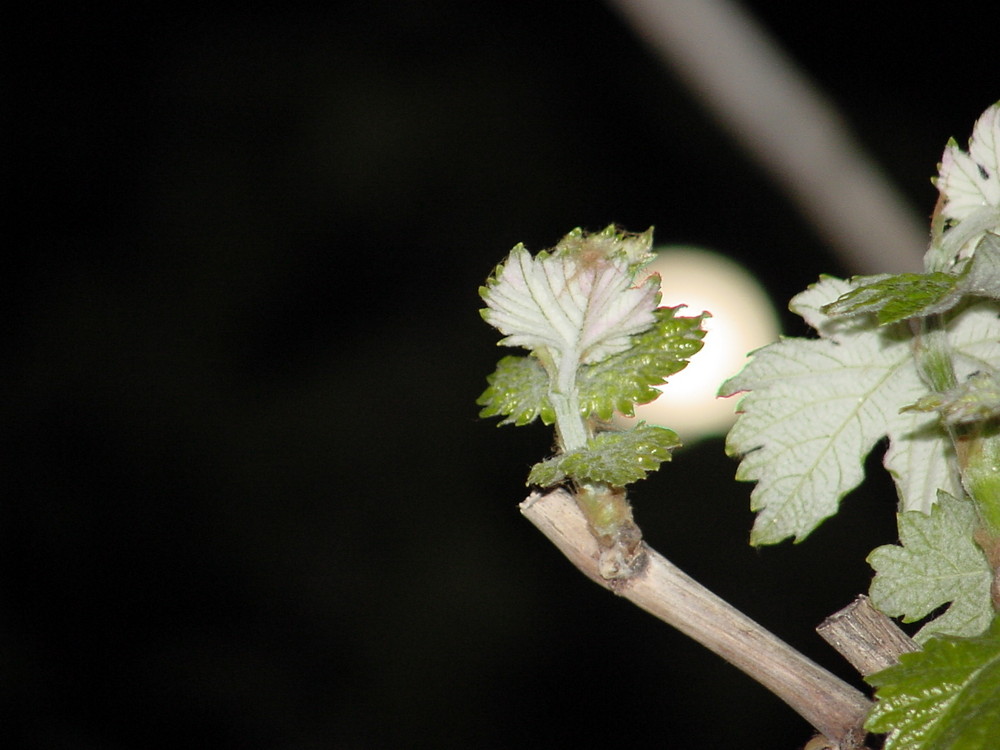 Knospe bei Vollmond