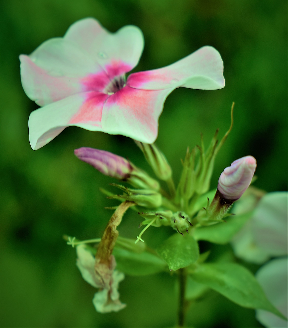 Knospe - Blüte - ausgeblüht   ein kurzes Blumenleben