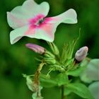 Knospe - Blüte - ausgeblüht   ein kurzes Blumenleben