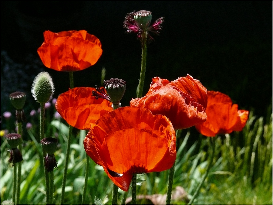 Knospe, Blüte und Kapsel