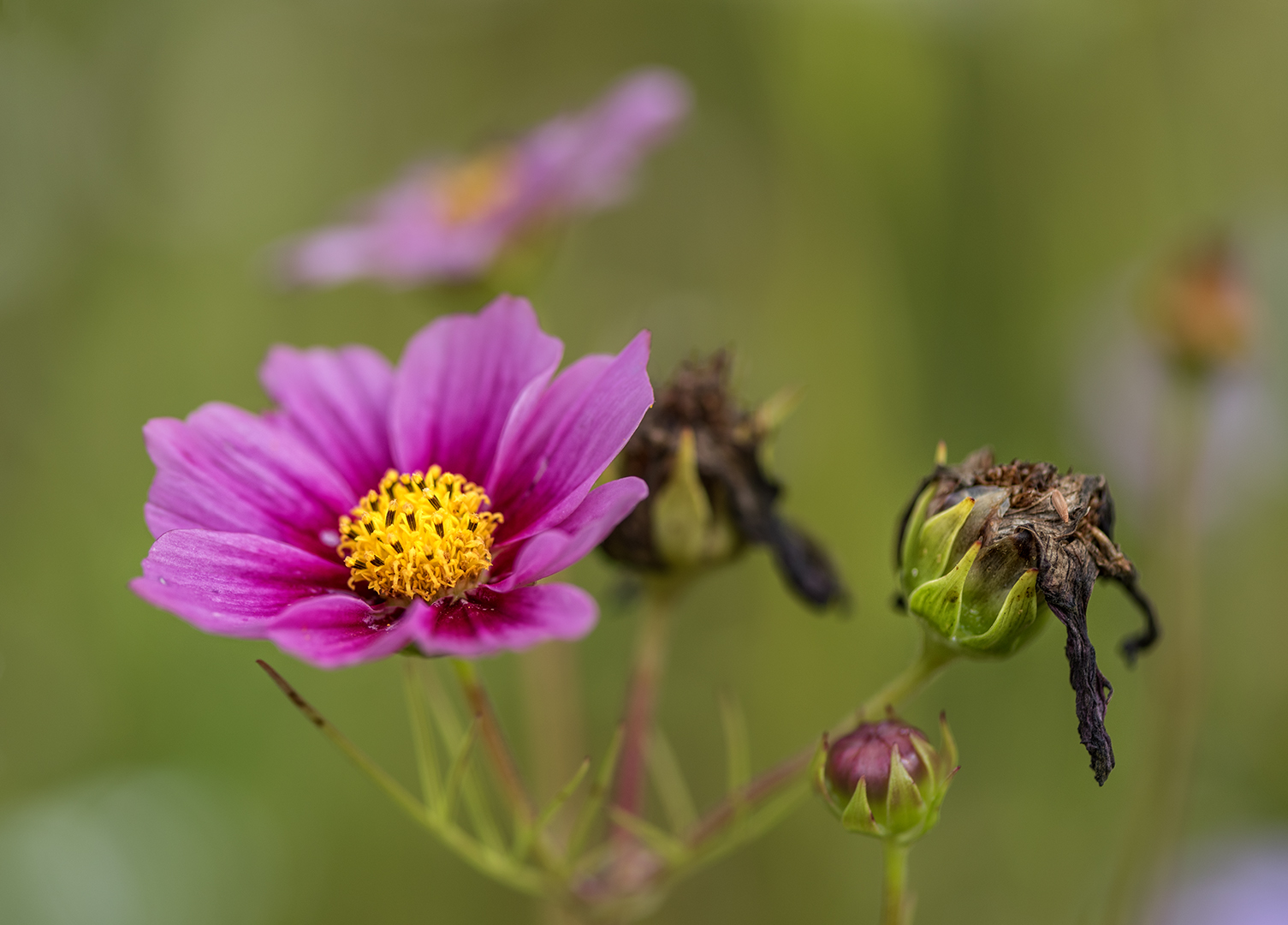 Knospe... Blüte.... verwelkt