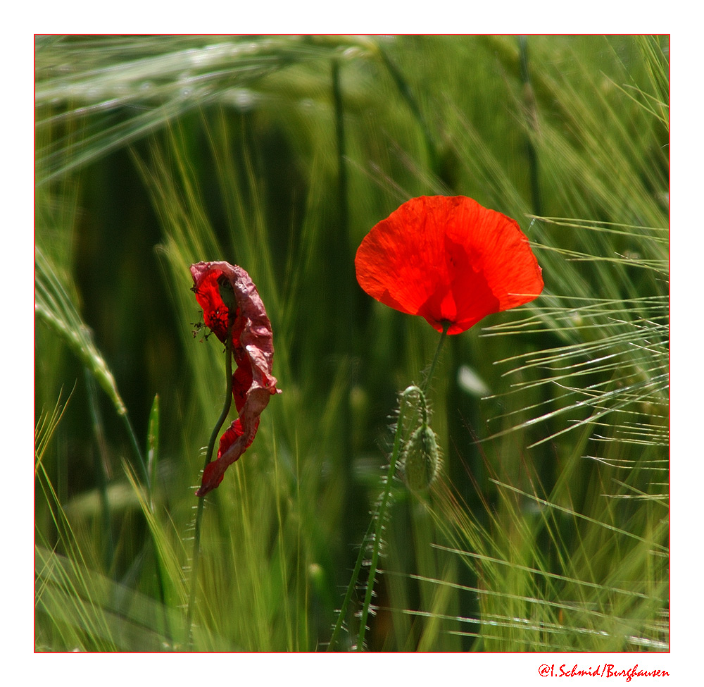 Knospe... Blüte... verwelkt