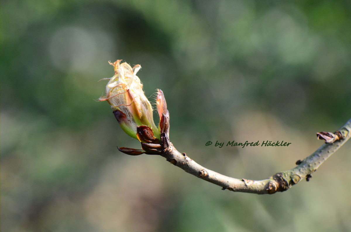 Knospe Foto & Bild pflanzen, pilze & flechten, bäume, blatt & blüte