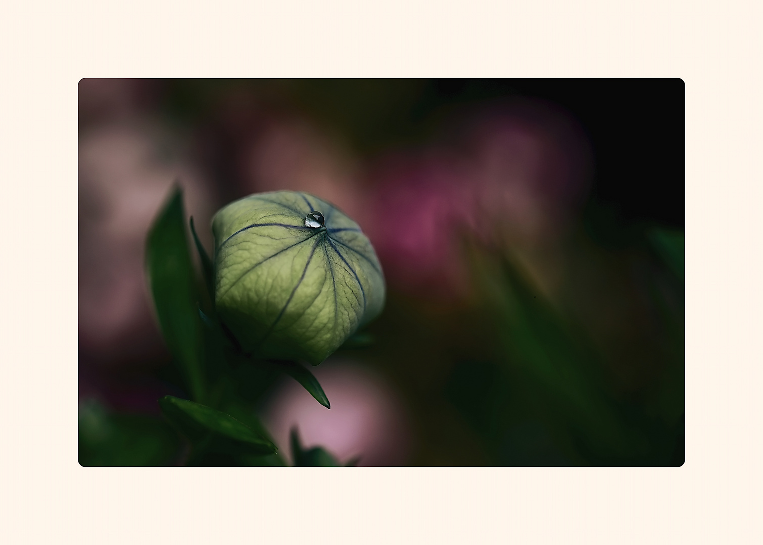 Knospe der Ballonblume 