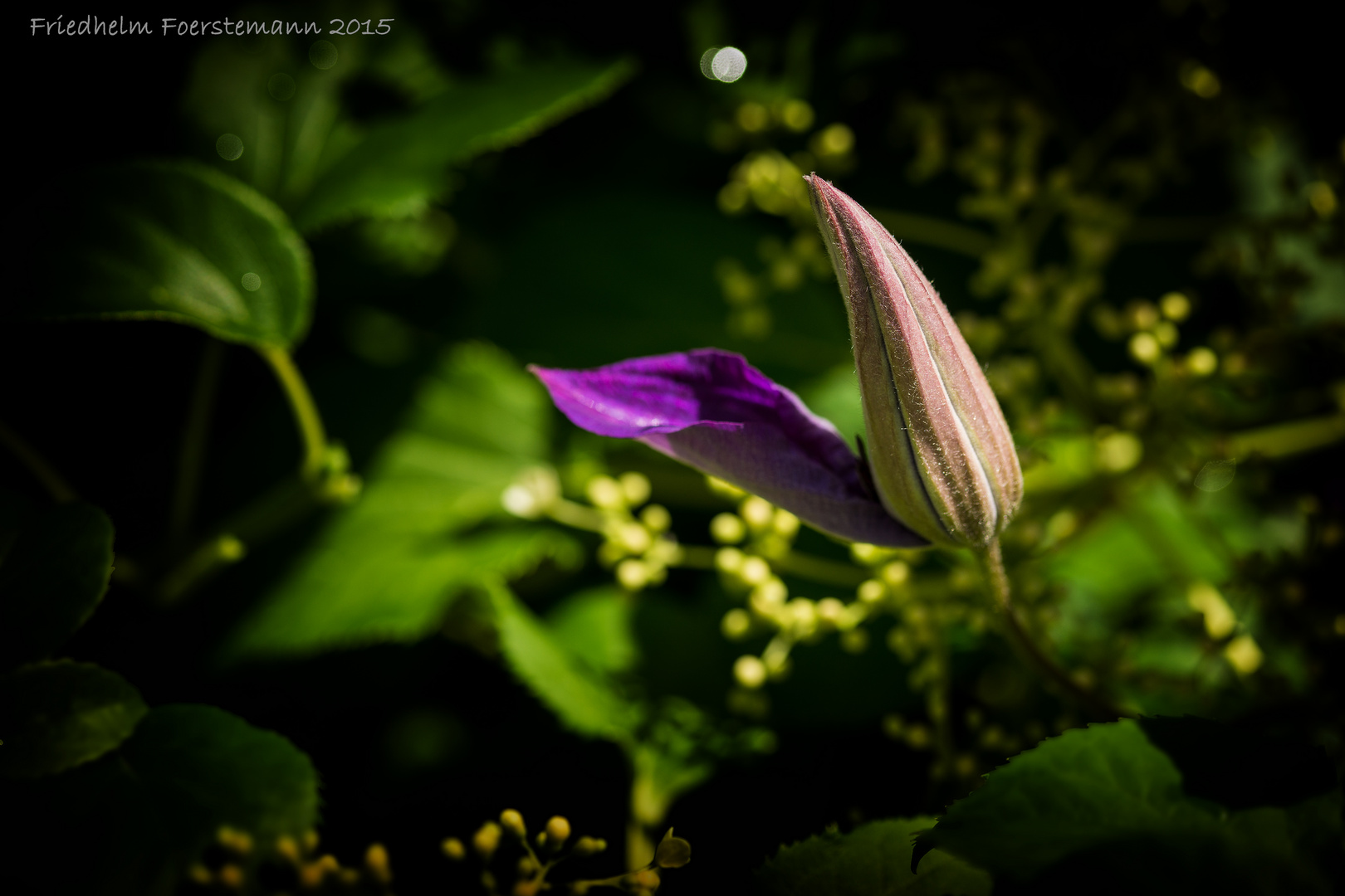 Knospe der Clematis "The President"