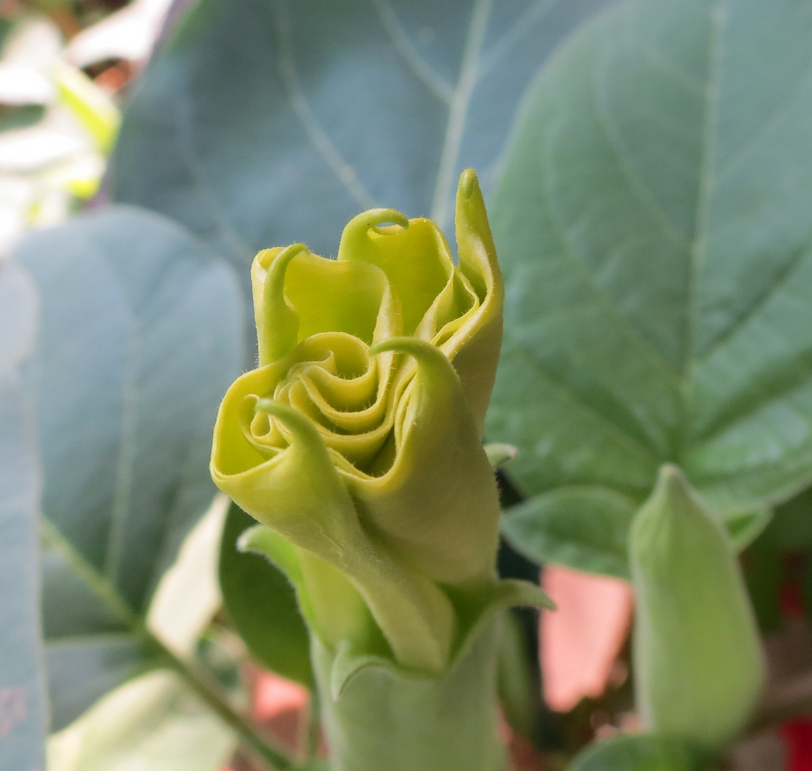 Knospe der Datura