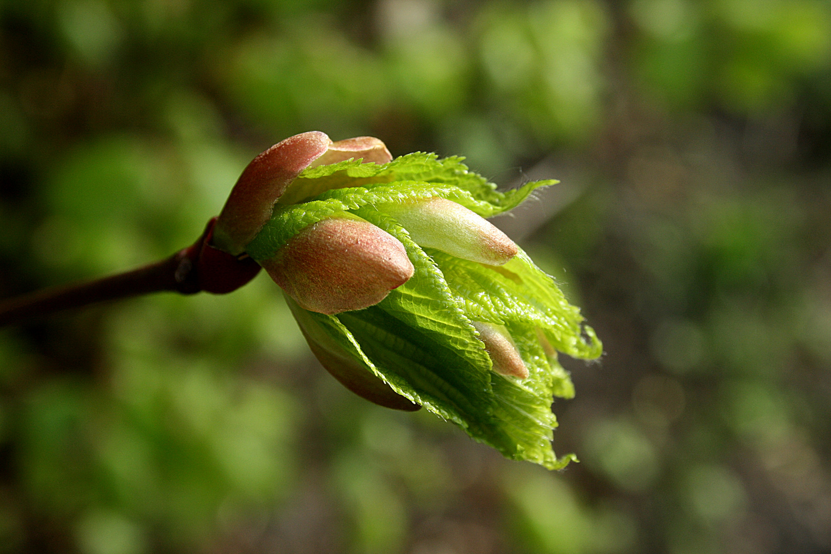 Knospe, Der Frühling bricht aus