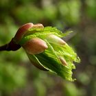 Knospe, Der Frühling bricht aus