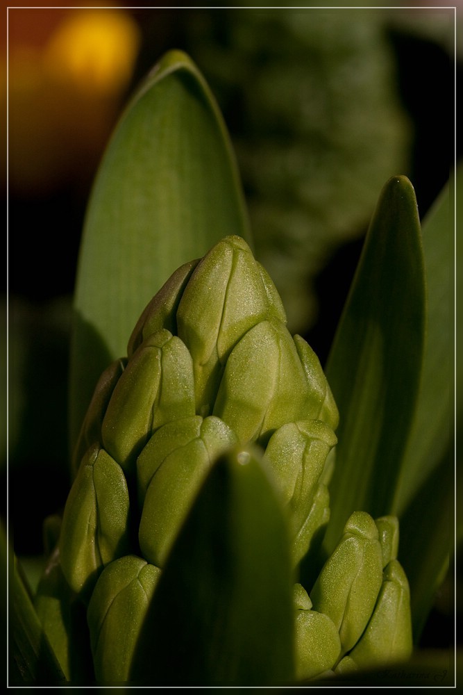 Knospe - der Frühling naht!