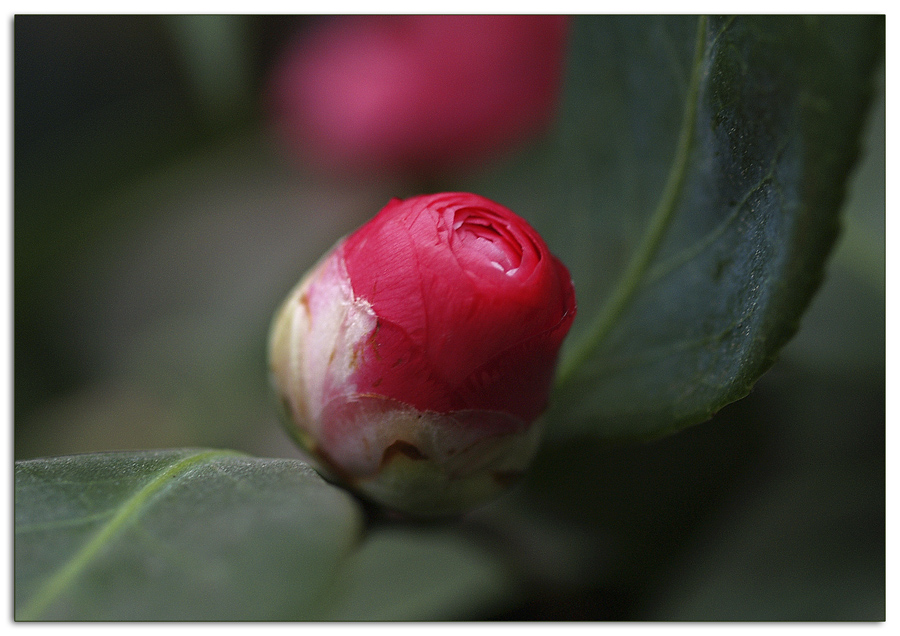 Knospe der Kamelienblüte