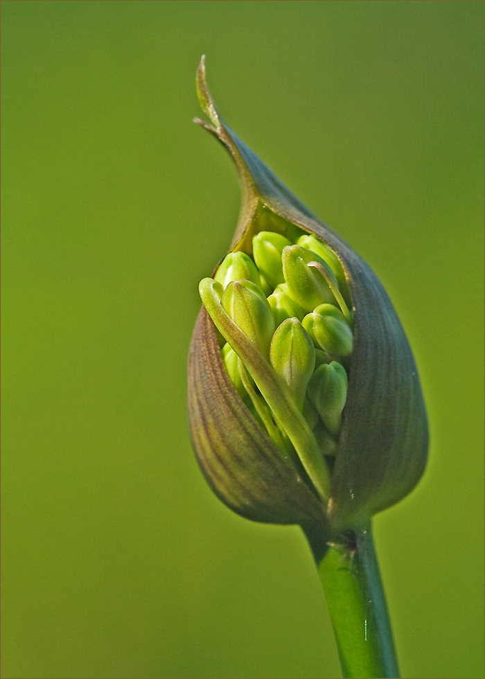 Knospe der Liebesblume