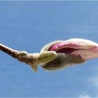 Knospe der Magnolie