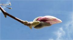 Knospe der Magnolie