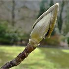 Knospe der Magnolie