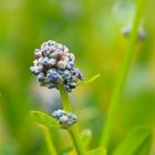 Knospe der Säckelblume