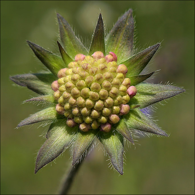 Knospe der Witwenblume