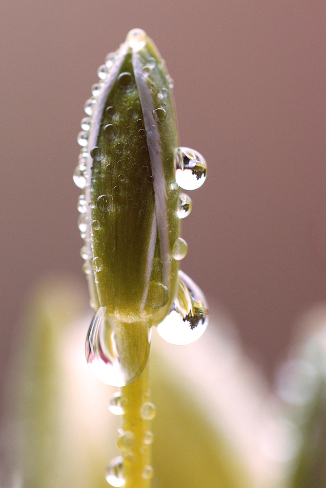 Knospe des Doldentraubigen Milchstern (Ornithogalum umbellatum)