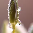 Knospe des Doldentraubigen Milchstern (Ornithogalum umbellatum)