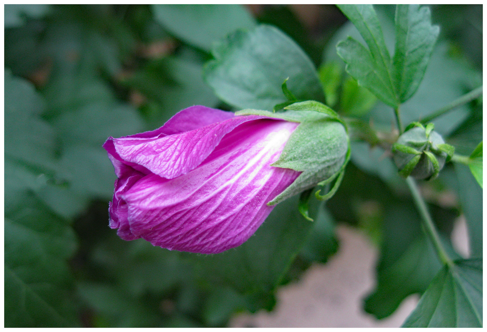 Knospe des Hibiskus