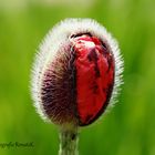 Knospe des Klatschmohns - Papaver rhoeas 