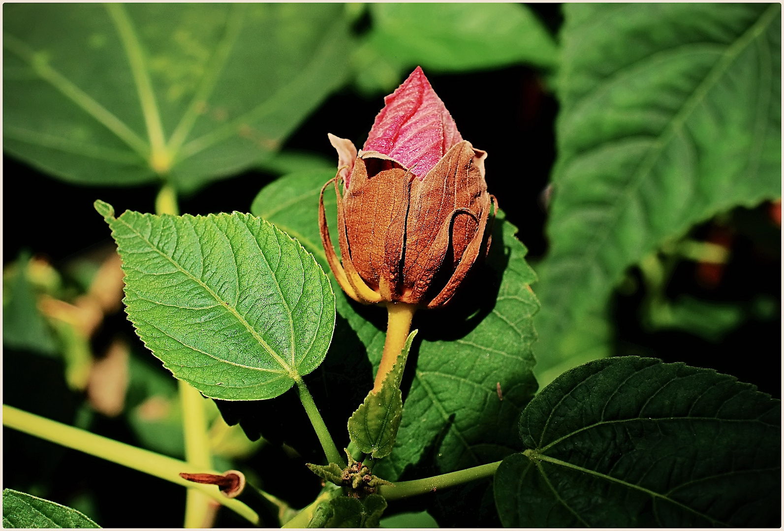 Knospe des Riesenhibiskus