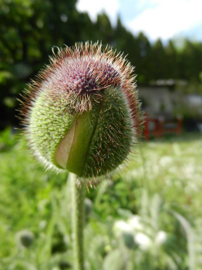 Knospe des Türkenmohns/Papaver orientale