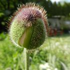 Knospe des Türkenmohns/Papaver orientale