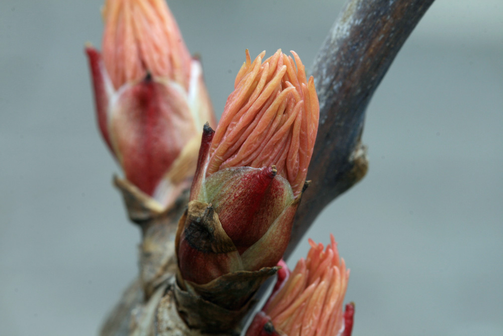 Knospe einer Baumpäonie