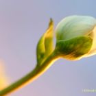 Knospe einer Christrosen-Blüte