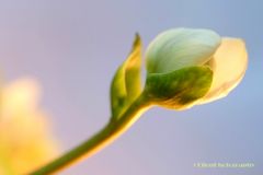 Knospe einer Christrosen-Blüte