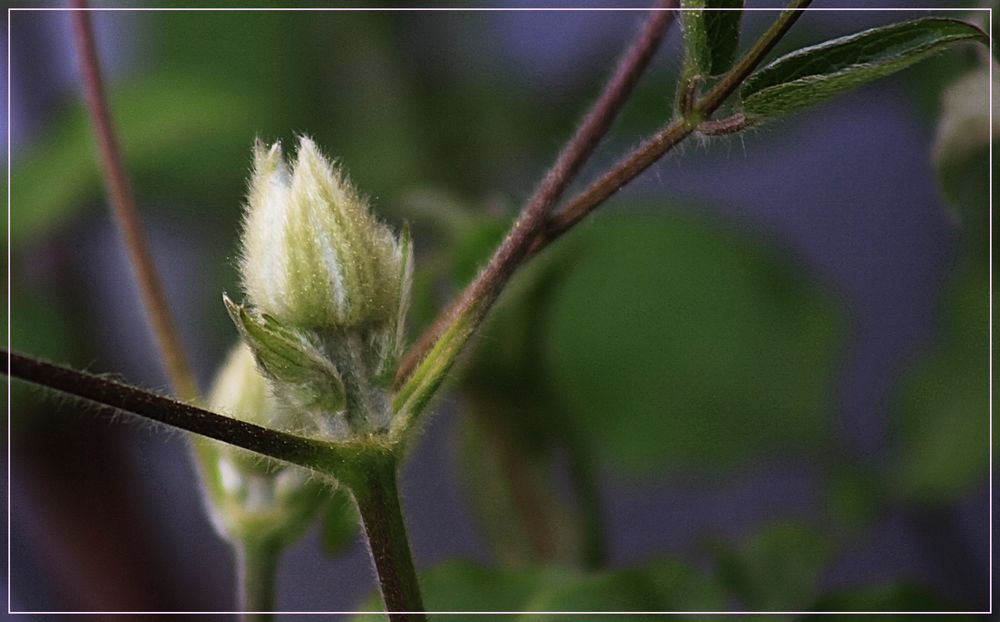   Knospe einer Clematis 