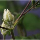   Knospe einer Clematis 