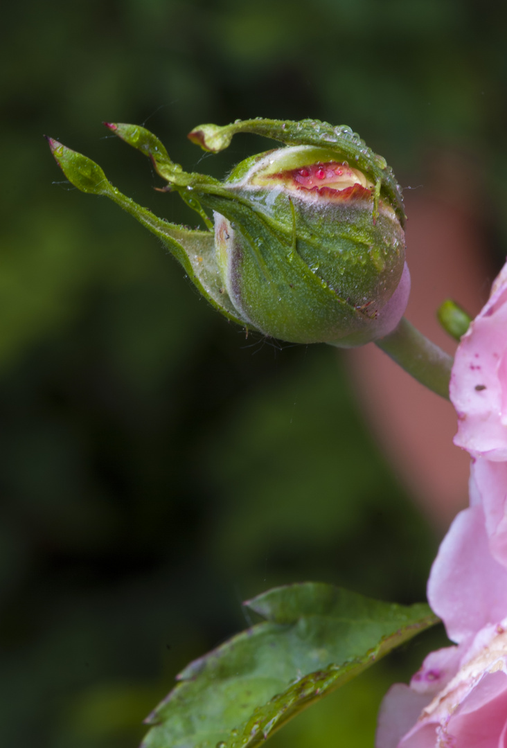 Knospe einer "Englischen (nostalgischen) Rose" Augusta Luise