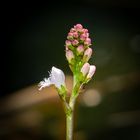 Knospe einer Fieberkleeblüte