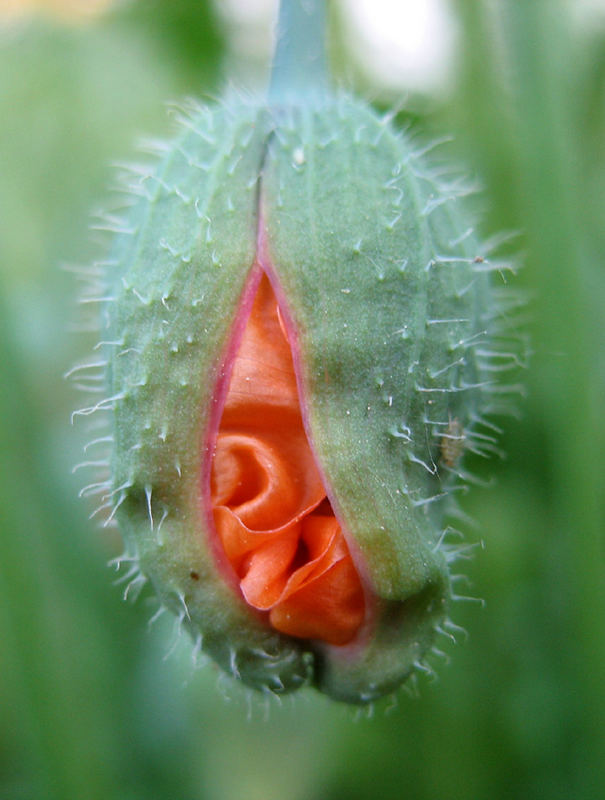 Knospe einer gelben Mohnblüte