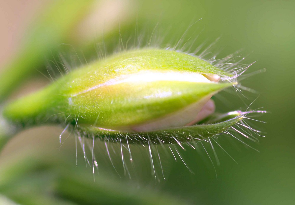 Knospe einer Geranienplanze