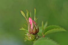 Knospe einer Hundsrose (Rosa canina)